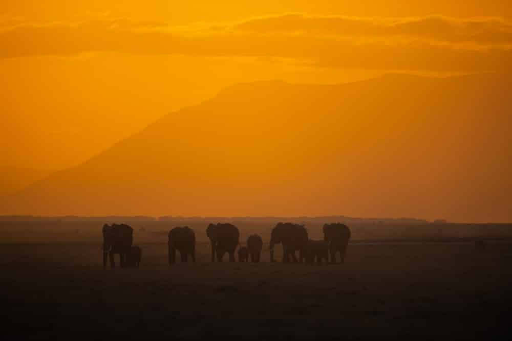 Amboseli National Park