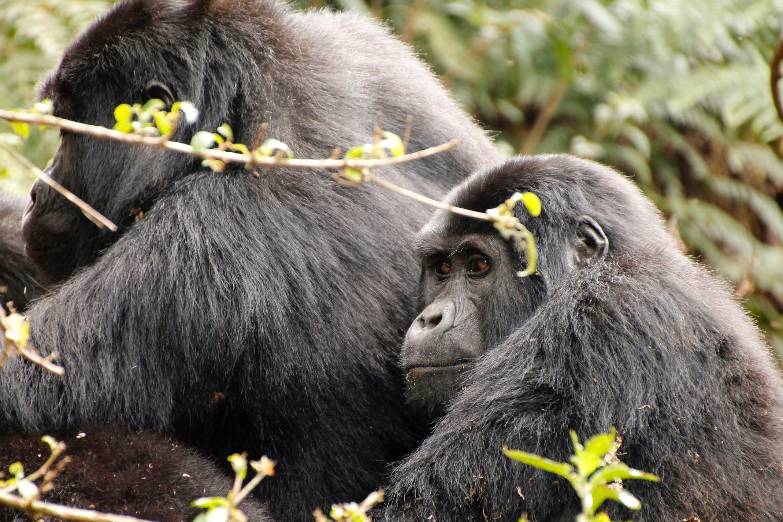 Bwindi Impenetrable National Park, east africa safari tours & packages