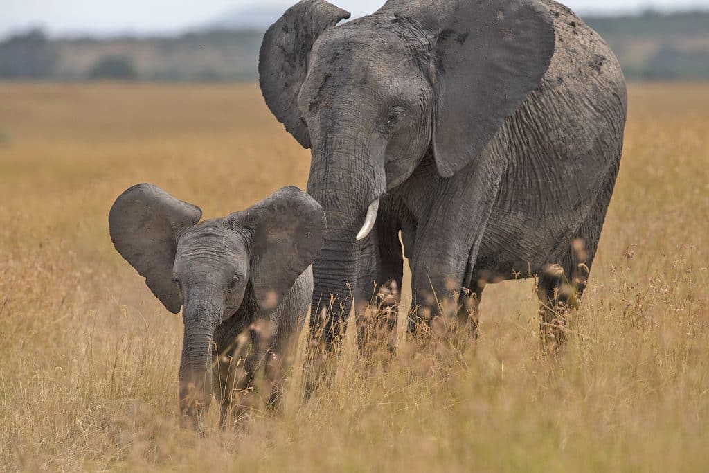 african female elephant with her cub