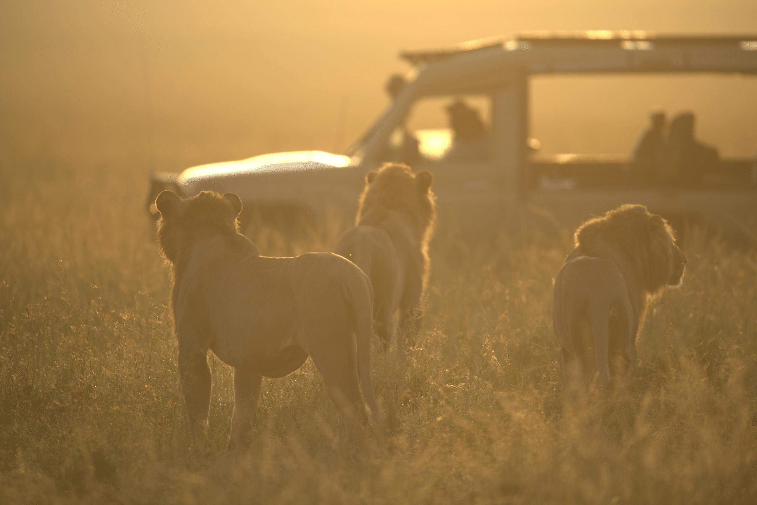 close encounters with lions during Kenya safari