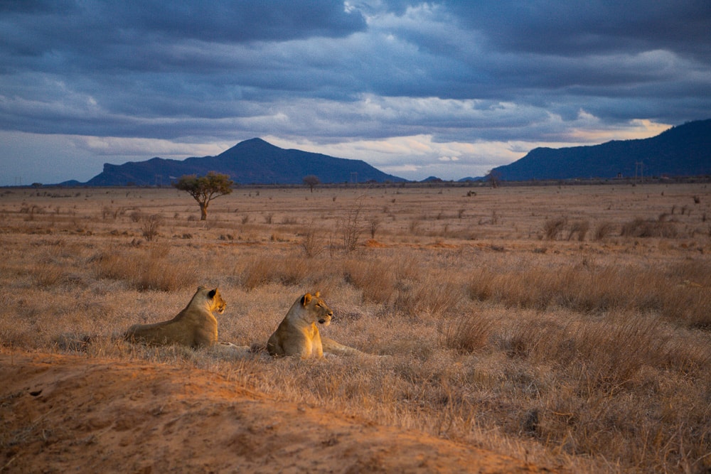 Tsavo National Park, Kenya jungle safari