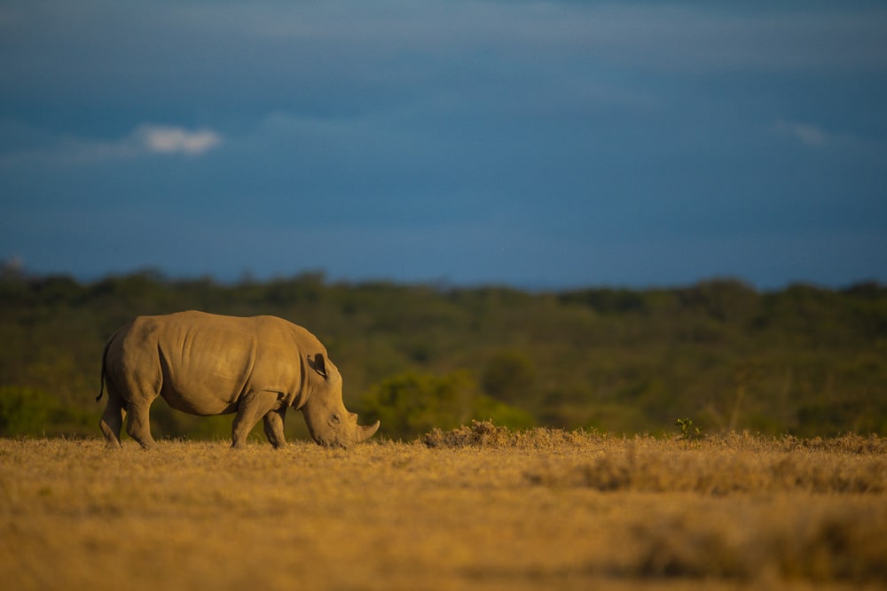 Ol Pejeta Conservancy, Kenya explorer safari tours