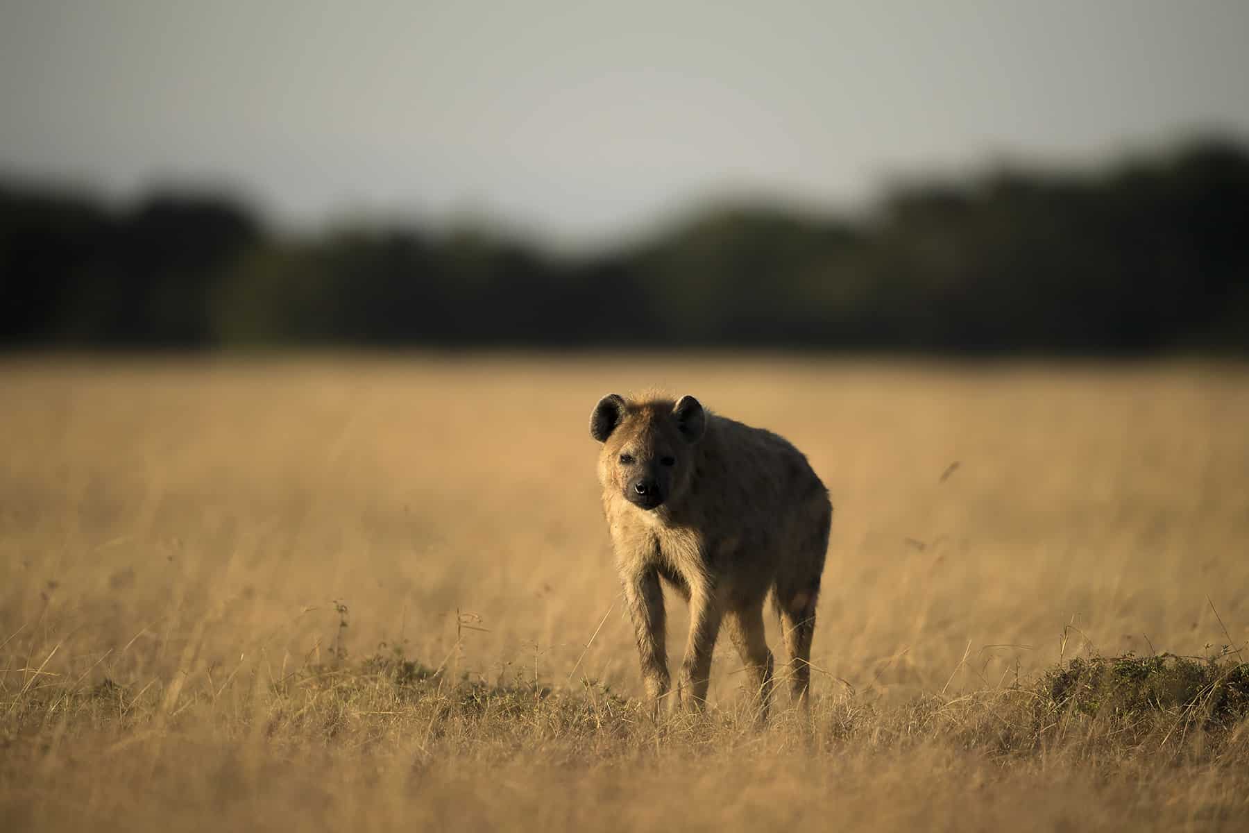 Nairobi Vacation Packages