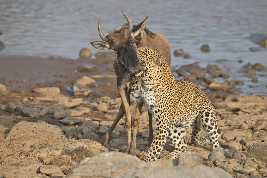 african leopard hunting wildebeest 