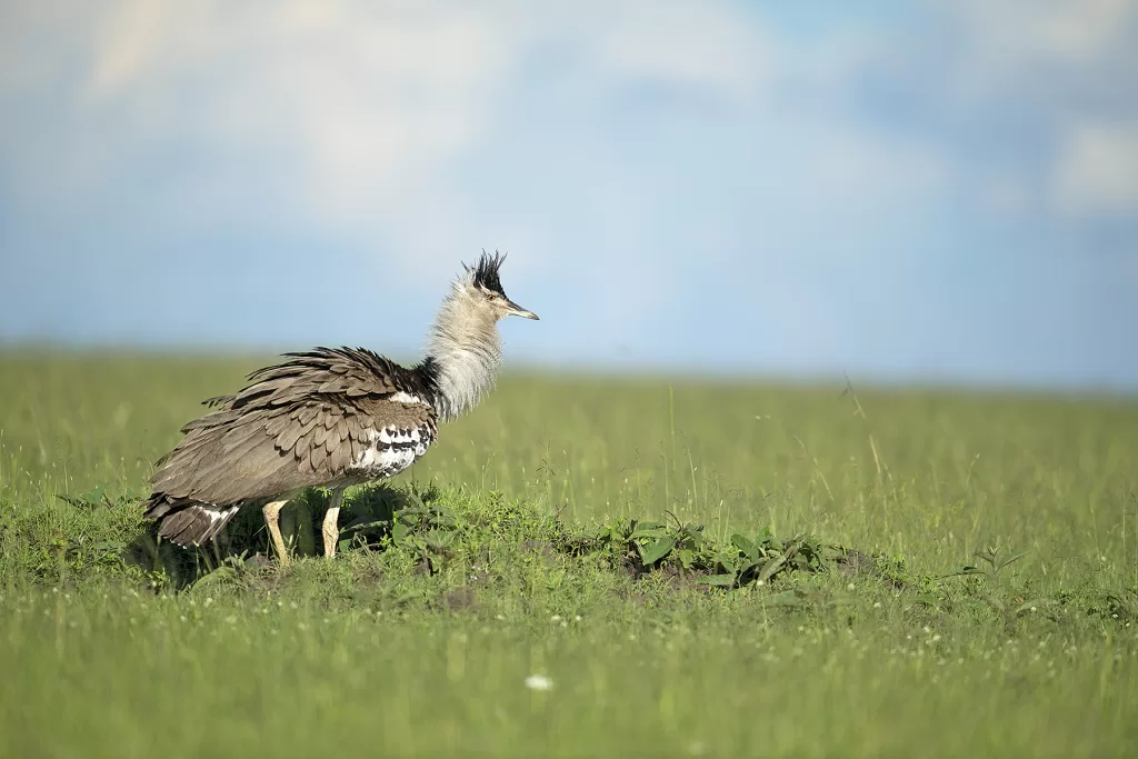 bird watching during masai mara tour packages