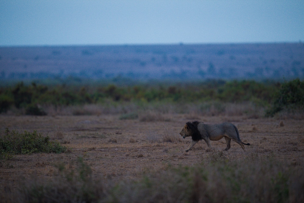 Amboseli National Park, Kenya jungle safari