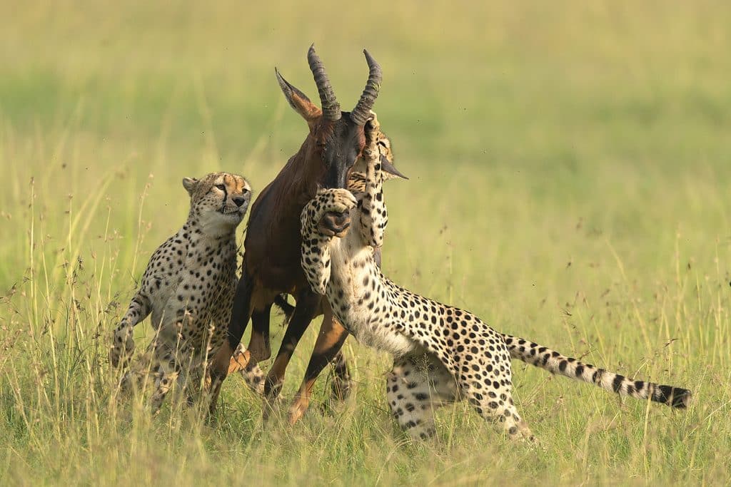 cheeta brothers hunting during masai mara tour from nairobi