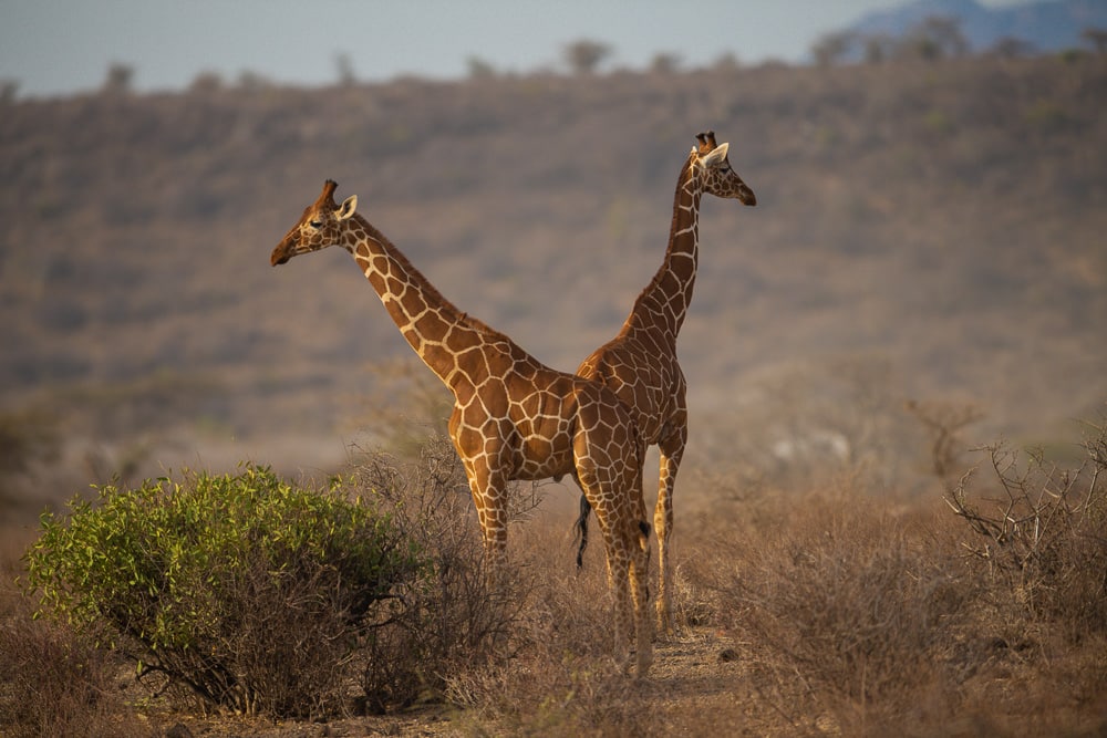 Samburu National Reserve, Kenya explorer safari tours 