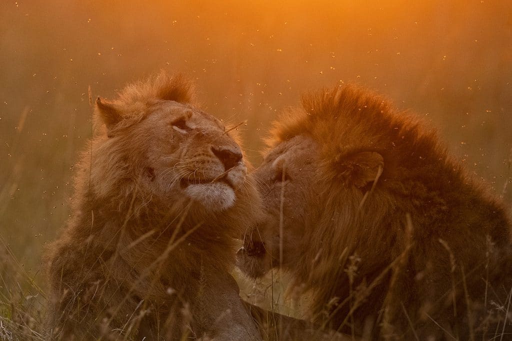 african male lions, Big Five Kenya Safaris