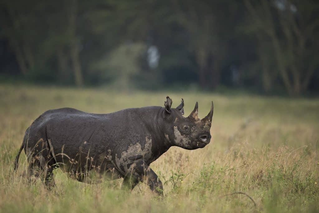 african black rhino, Kenya jungle safari