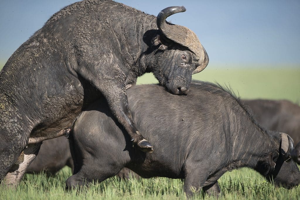 african buffalo mating, Big Five Kenya Safaris