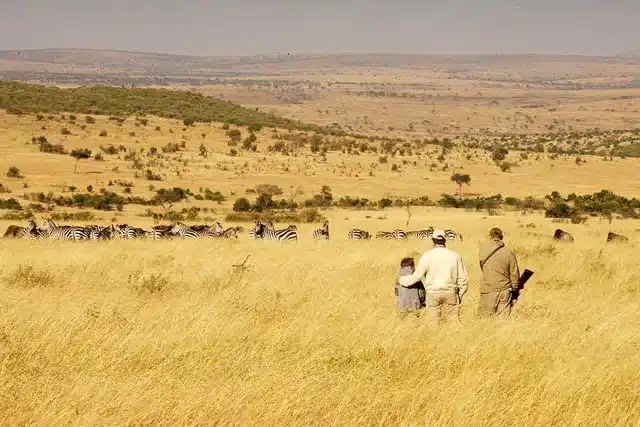 Enjoy walking safaris in masai mara with wildvoyager's Kenya migration safari adventure
