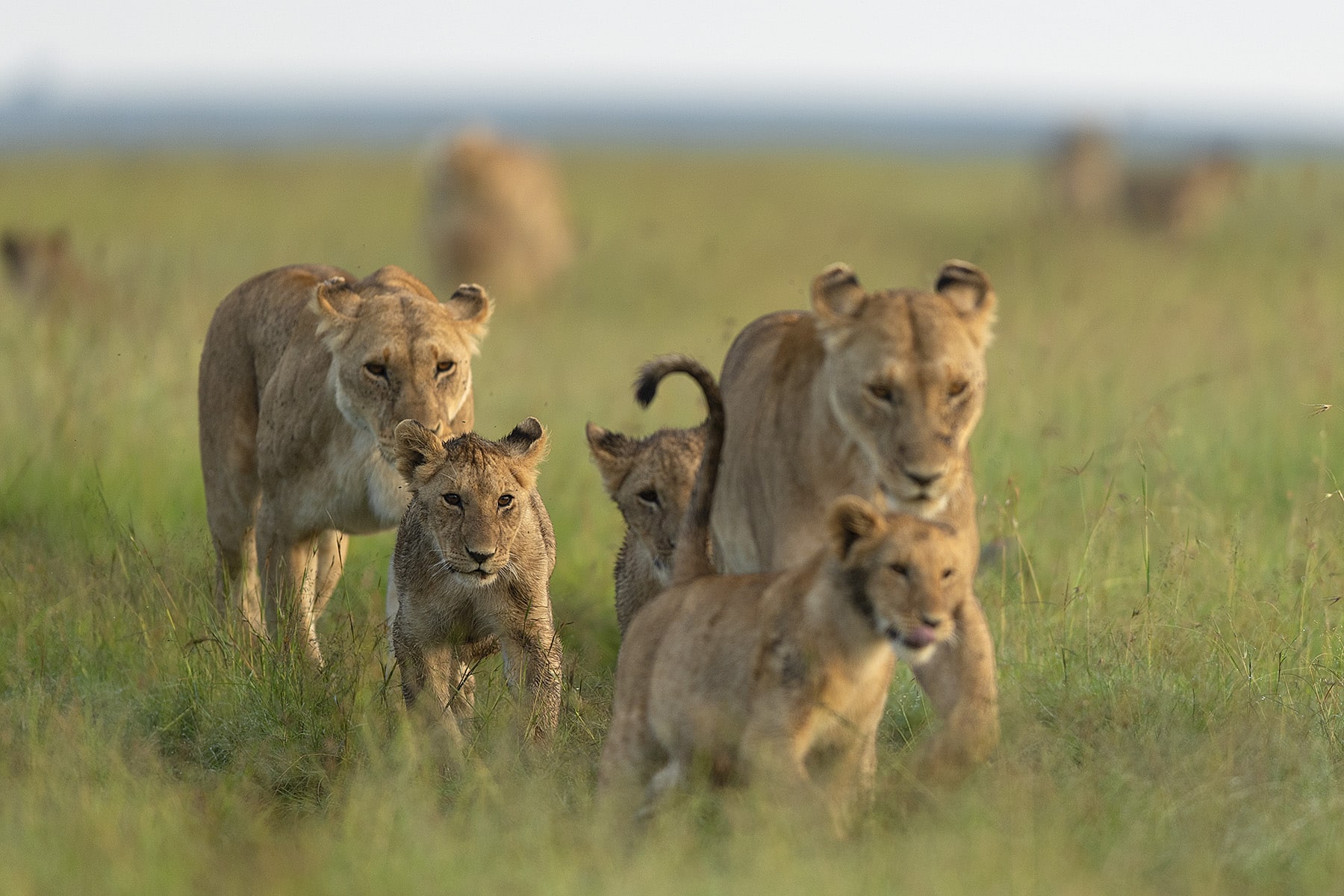 Masai mara national park, east africa safari tours & packages