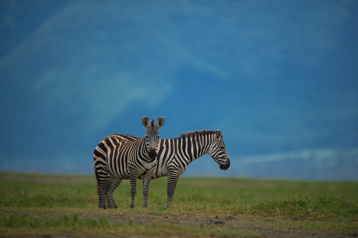 Ngorongoro Conservation Area, East africa safari tours & packages