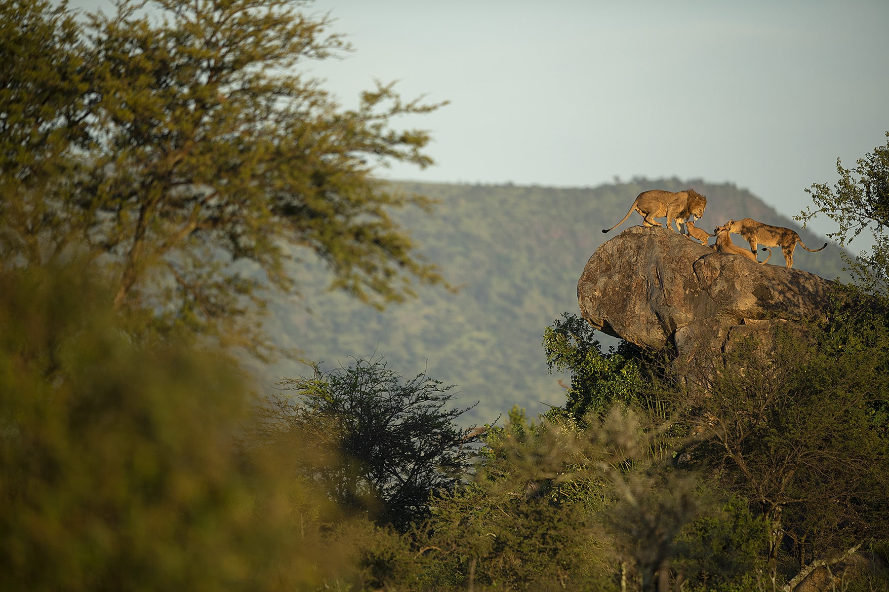 Serengeti National Park, East africa safari tours & packages