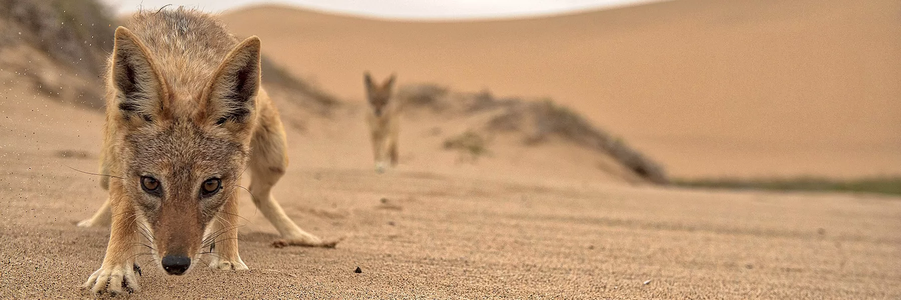  Discovery of Namibia