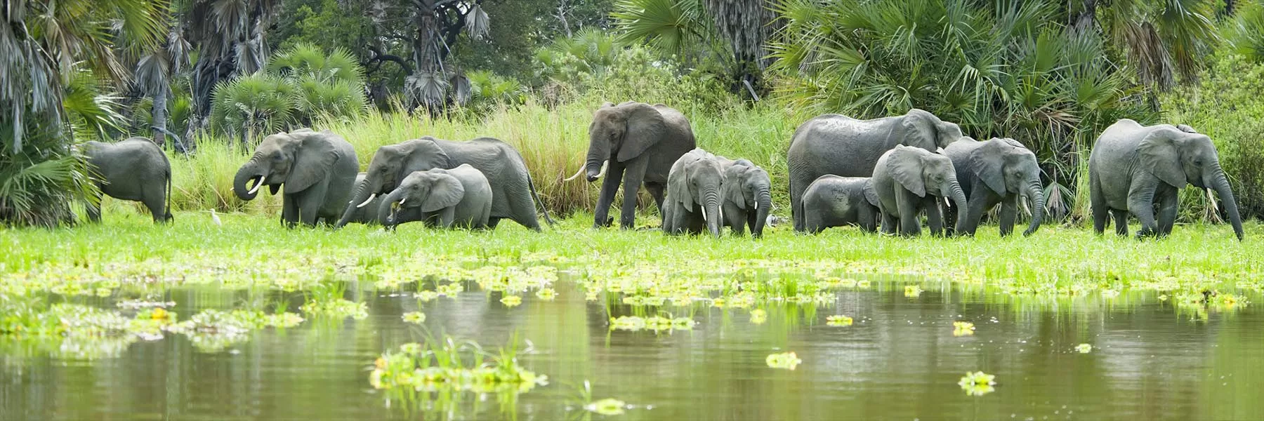 South Tanzania Wildlife