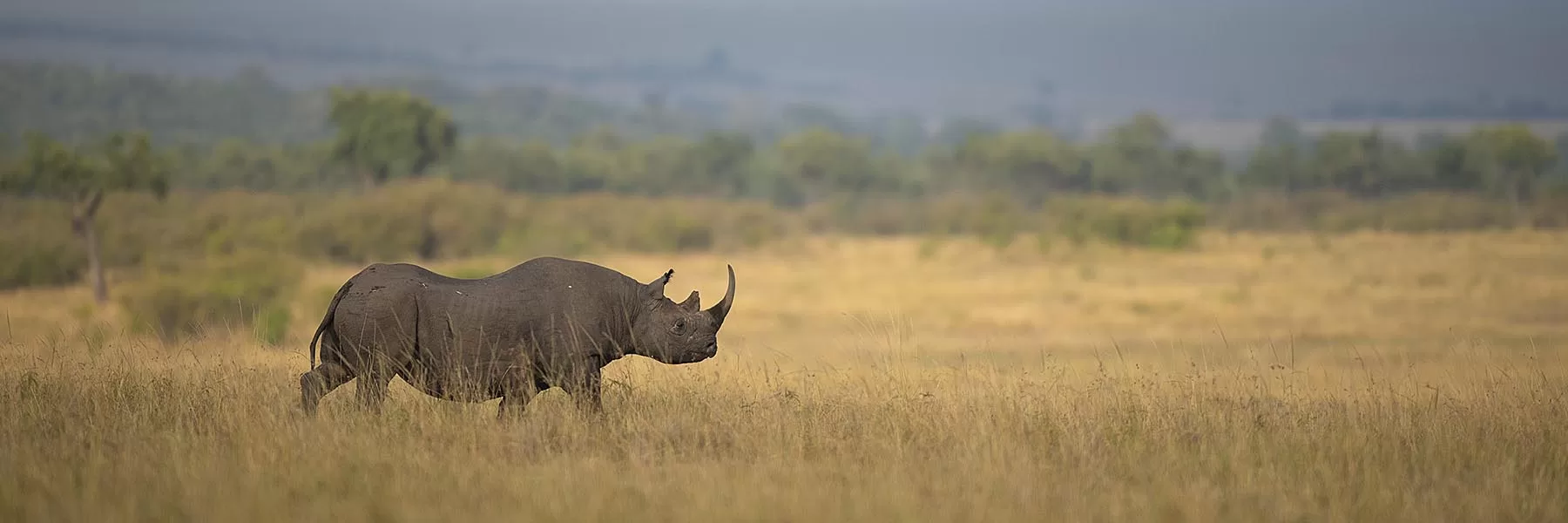 Ol Pejeta