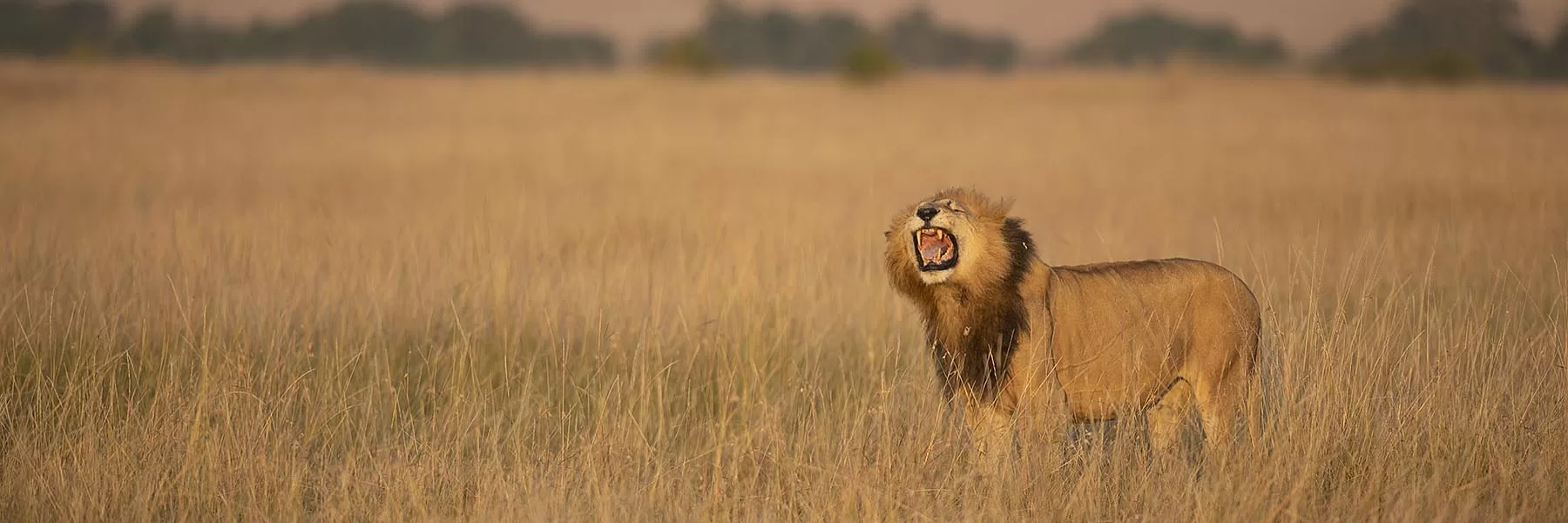 Ndutu Plains safari