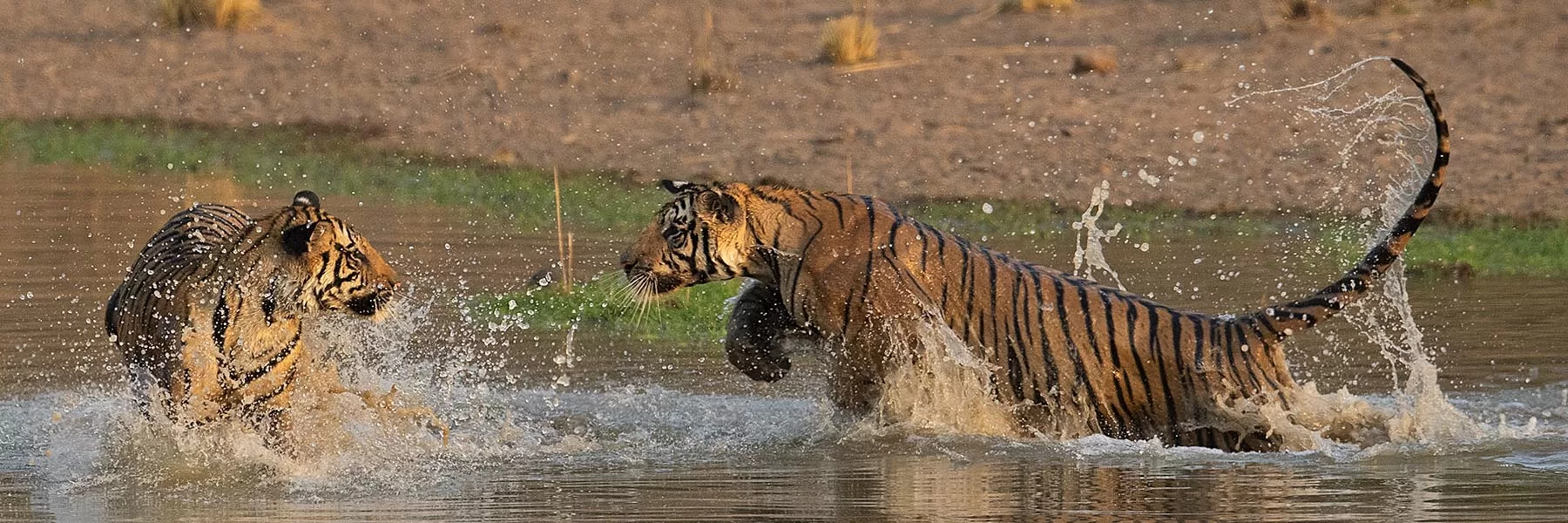 Tiger Trails