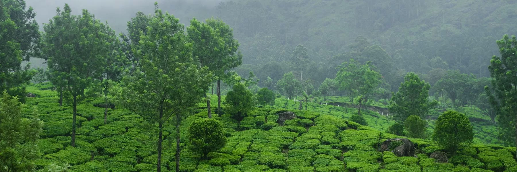 South India & Sri Lannka