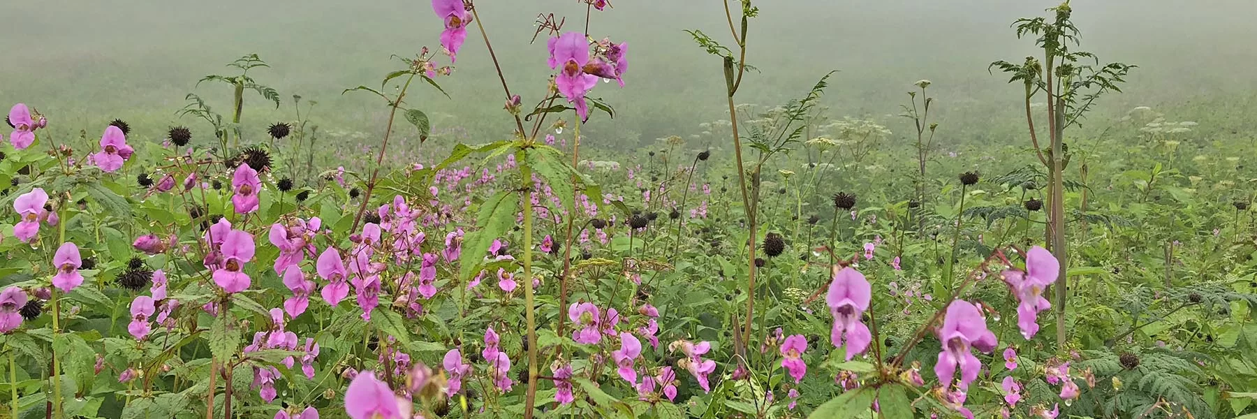 Valley of Flowers trek