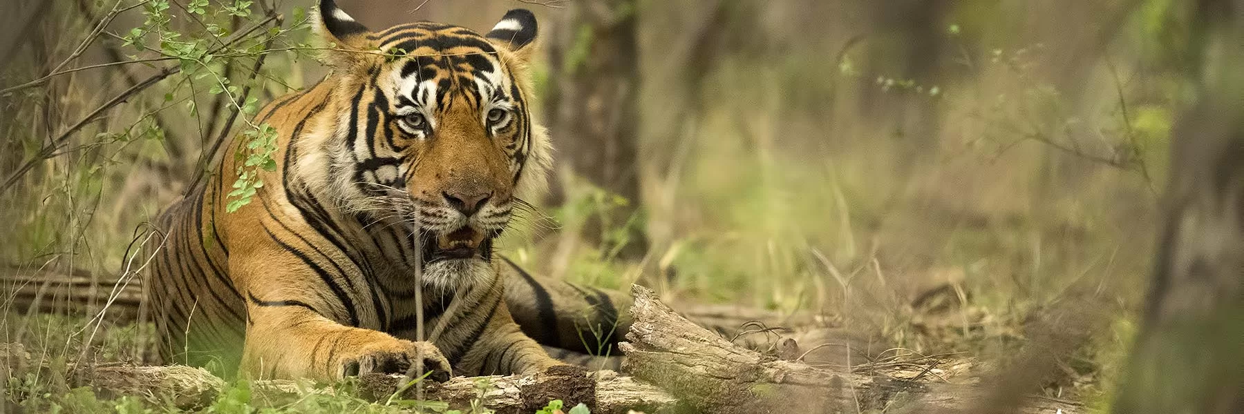 North India & Wildlife
