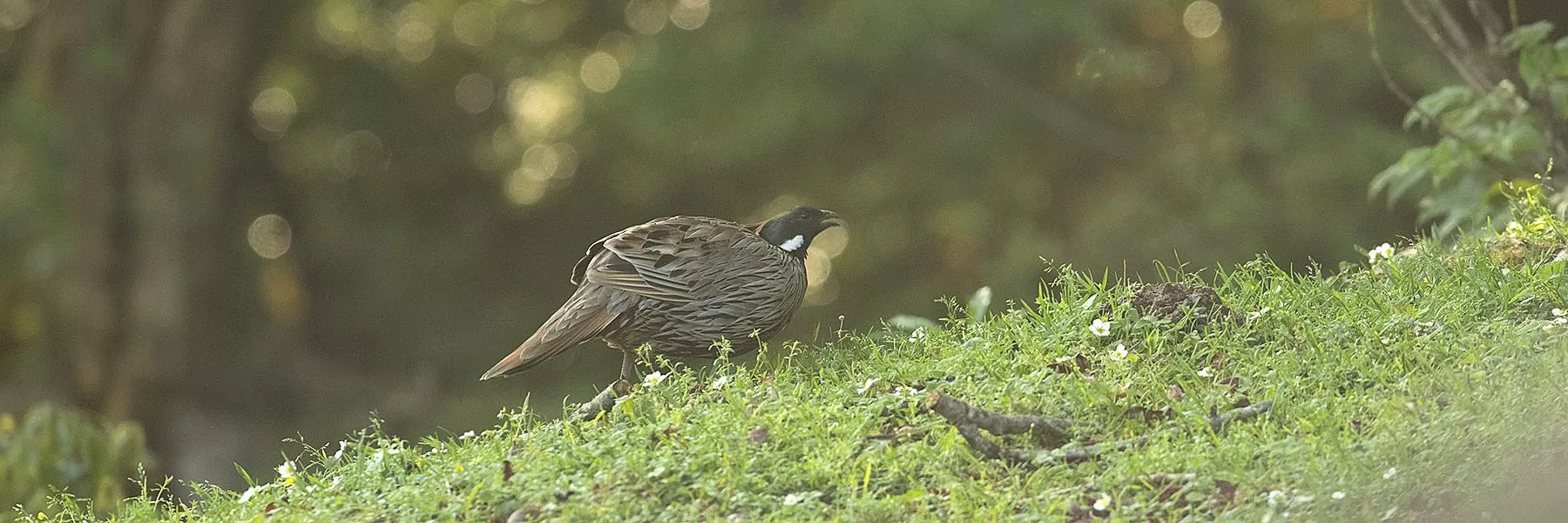  Chopta Sattal Birding