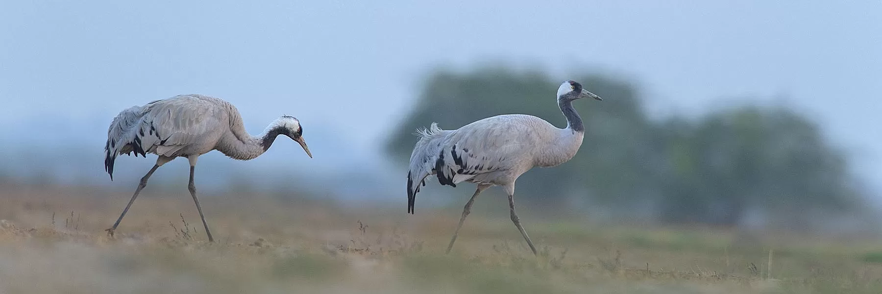 Gujarat WildlifeÂ 