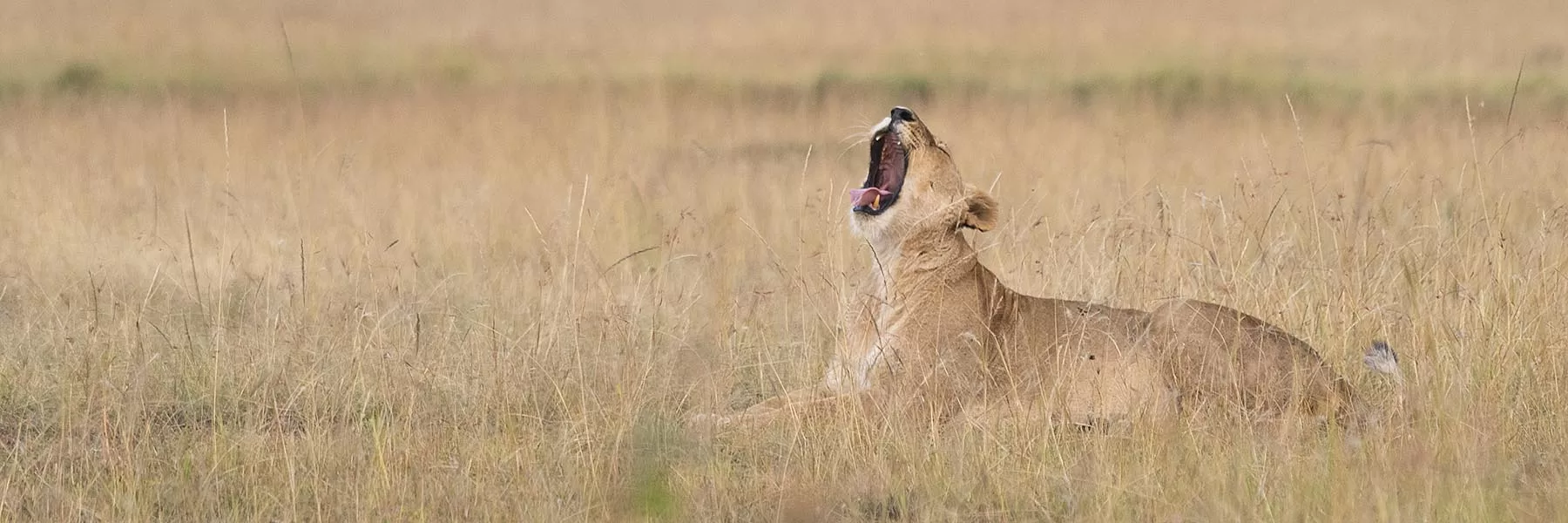 Akagera National Park safaris