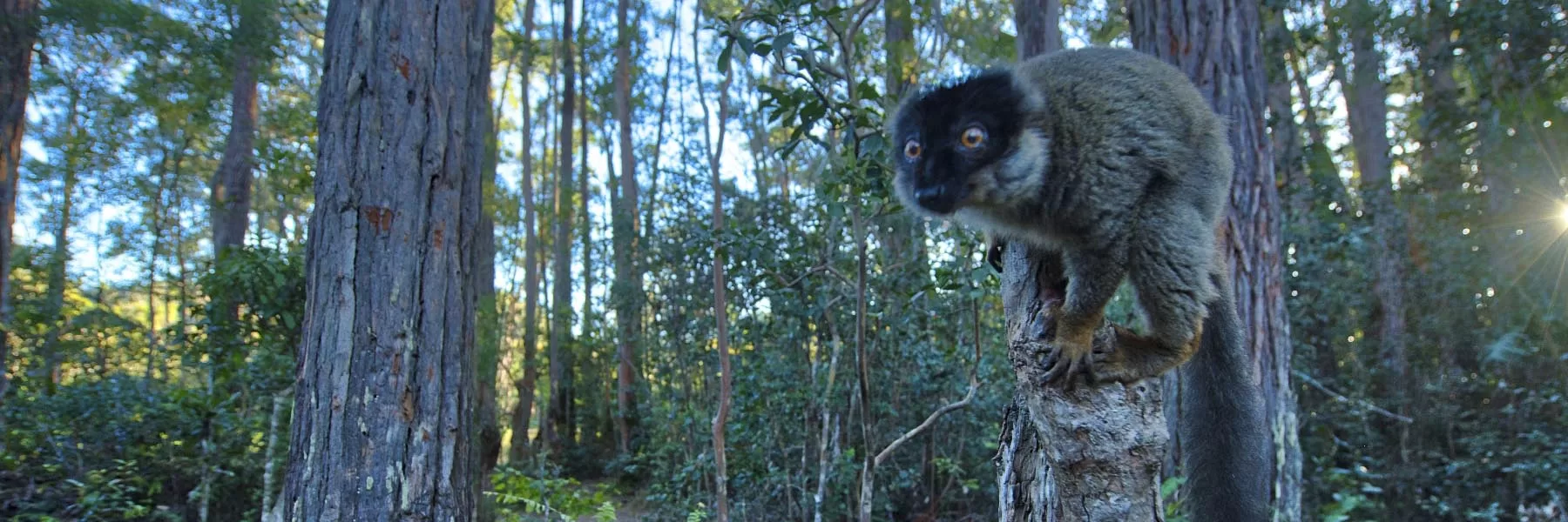 Lemur Safari