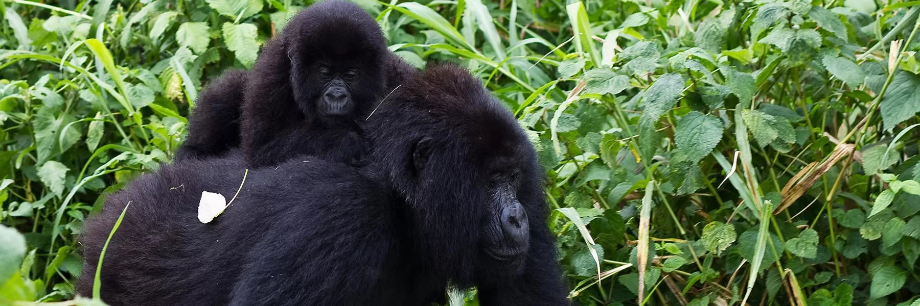 Best of Rwanda