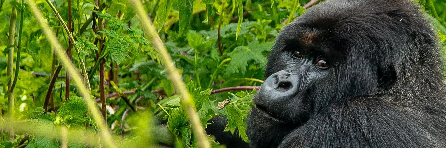 Gorilla Trekking Rwanda