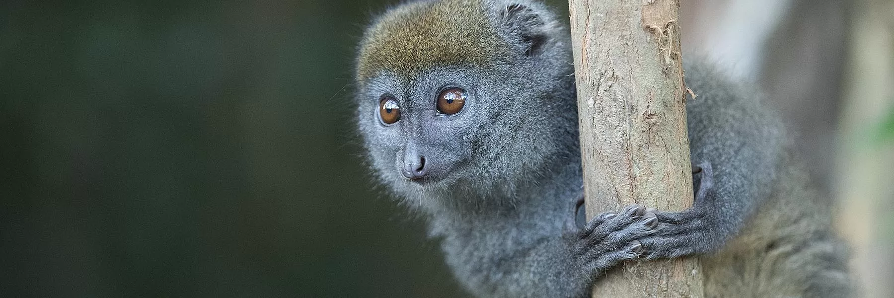 Madagascar Luxury Honeymoon
