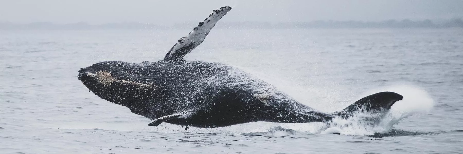 Rainforest, Islands & Whales of Madagascar