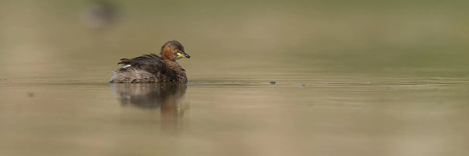 Andamans Birding