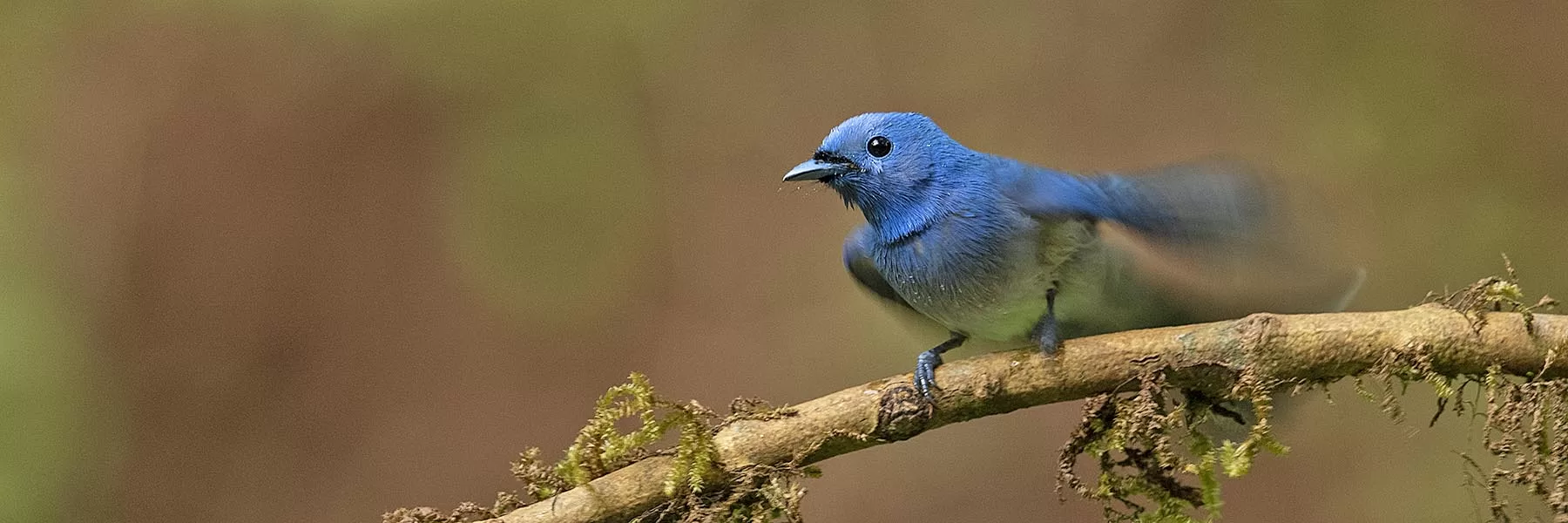  South India Birding