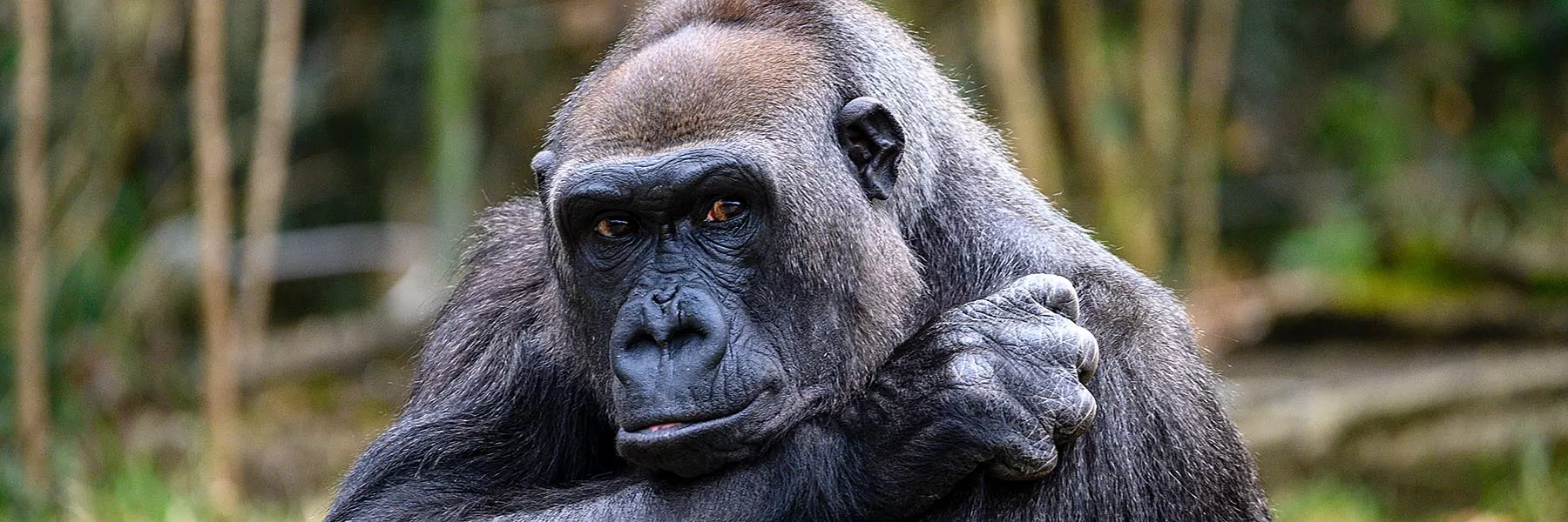 Gorilla Trekking, Safari & Beach Holiday