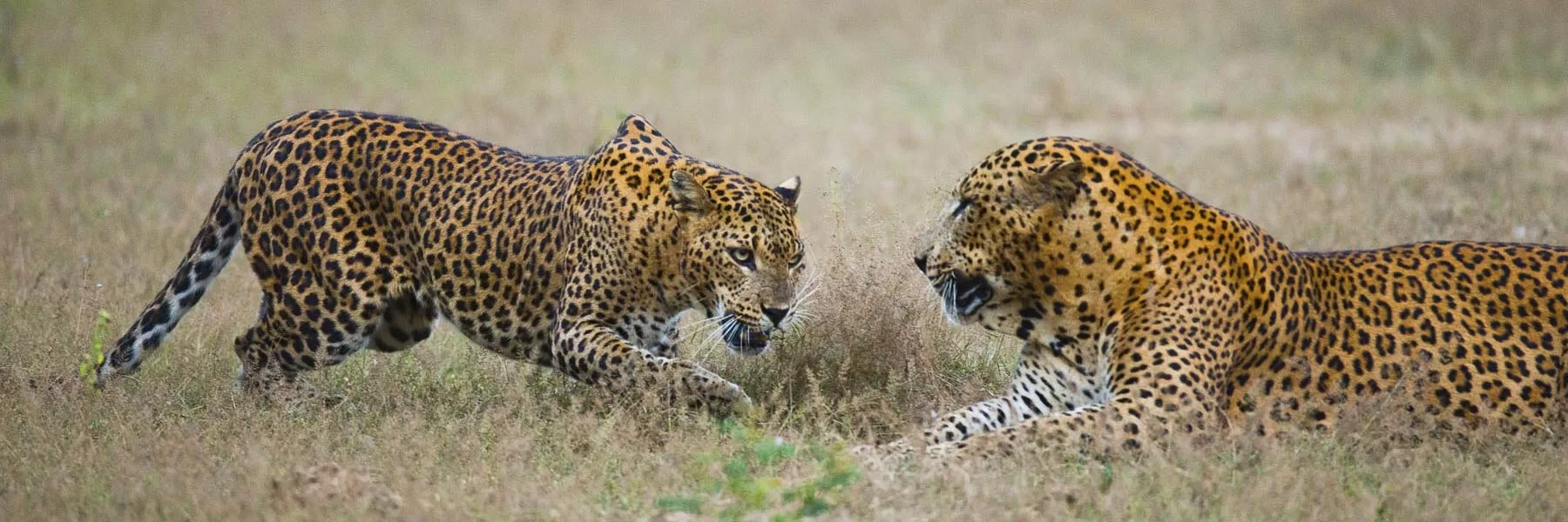  Highlights of Sri Lankan Wildlife