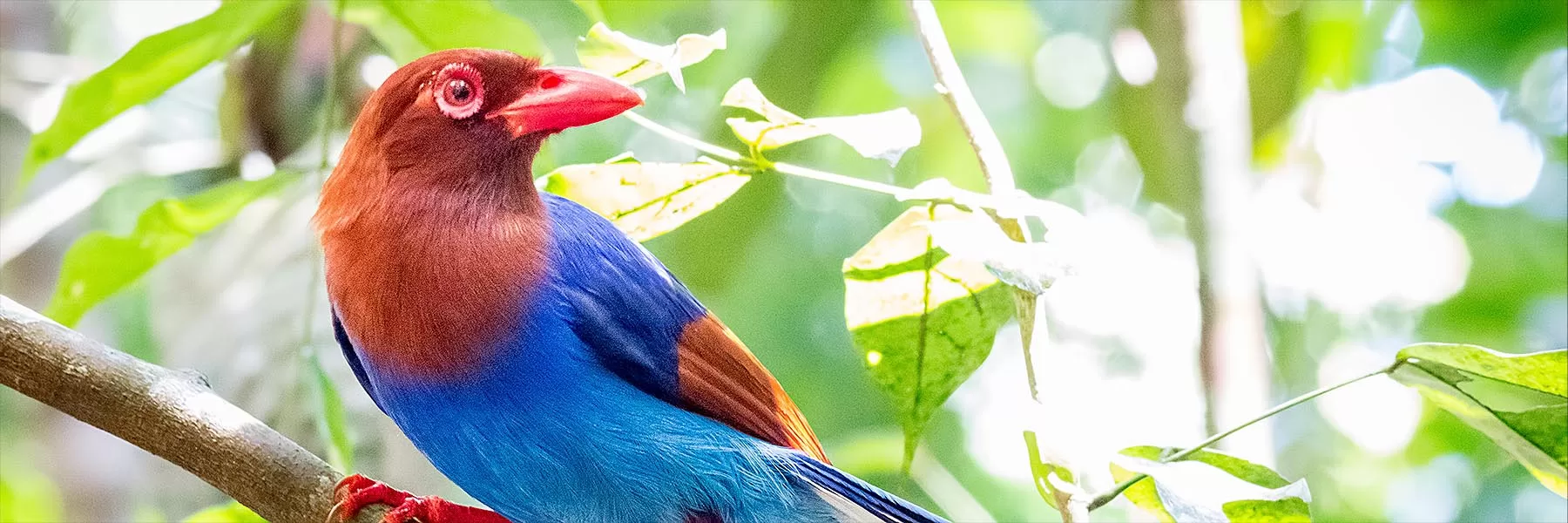  Bird Watching in Sri Lanka