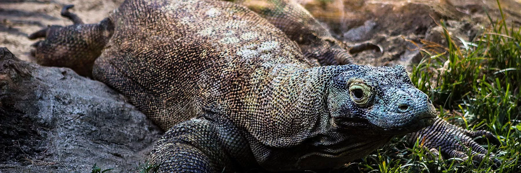 Komodo Island