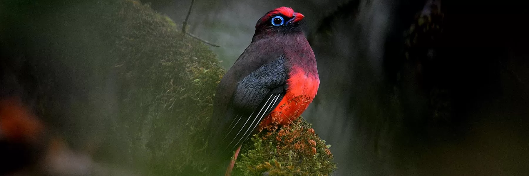 Bhutan Birding Tour