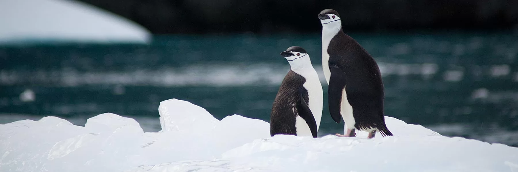  Antarctica, Chilean Fjords & Falklands