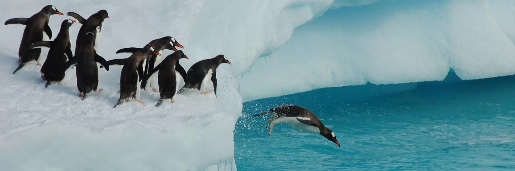 Antarctica, Falklands, South Georgia