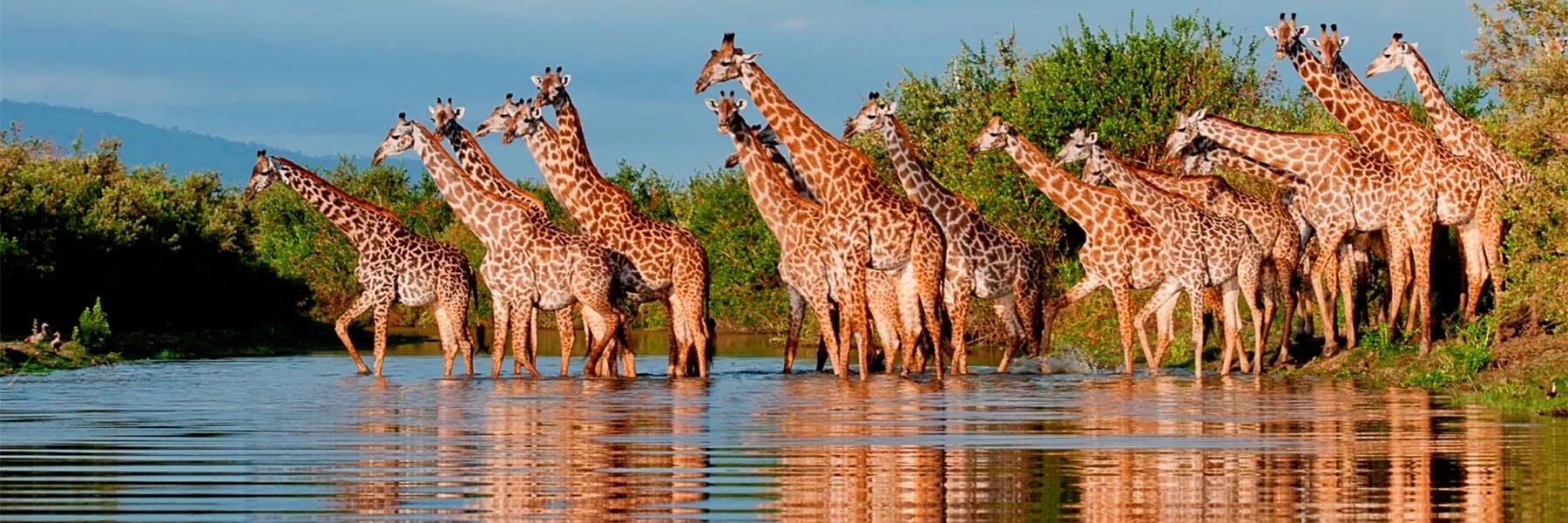 Ruaha national park