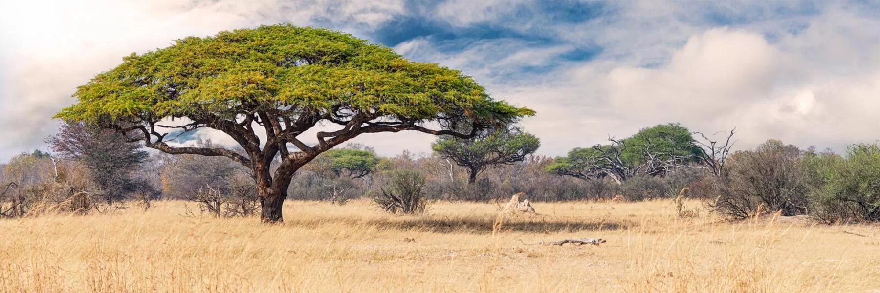 hwange national park