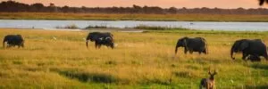 Mana Pools National Park