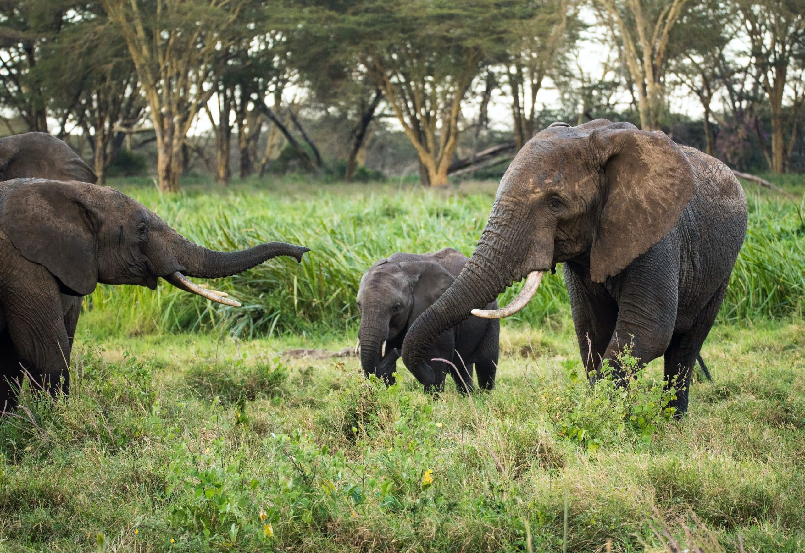 Lewa Conservancy, Kenya jungle safari