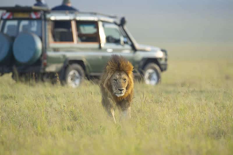 Experience thrilling game drives with wildvoyager's masai mara tour packages