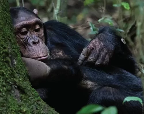 Nyungwe Forest National Park tour